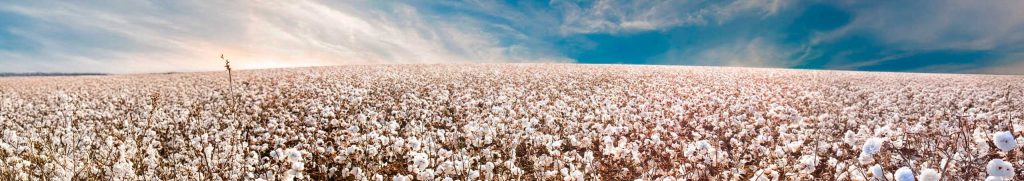 Laferlins Weekly Report – May 20, 2025