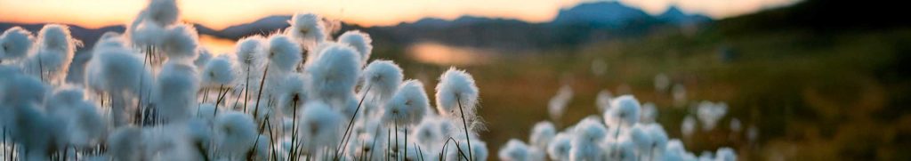Laferlins Weekly Report – June 25, 2025