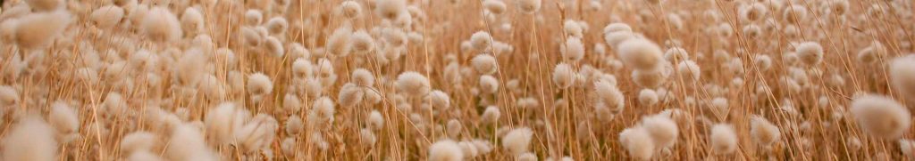 USDA Monthly Report – June 2025