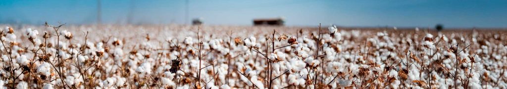 Laferlins Weekly Report – July 29, 2025