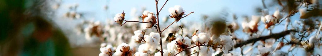 USDA Monthly Report – July 2025