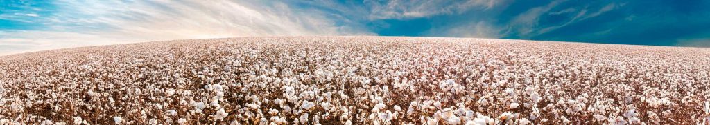 USDA Monthly Report – August 2025