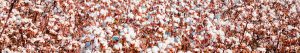 Cotton Outlook – September 2025: Brazil’s ending stocks rise