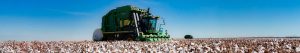 Laferlins Weekly Report – September 18, 2025: Harvest and Processing in Focus