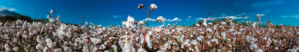 Informativo Semanal Laferlins – 21 de Outubro de 2025