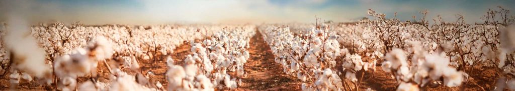 Relatório Mensal USDA – Janeiro de 2026